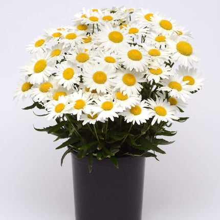 Leucanthemum 'Madonna' | Shasta Daisy | 10.5cm Pot Perennial Bedding