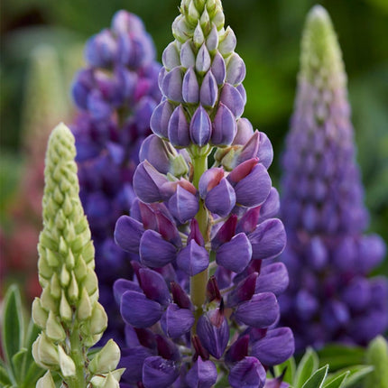 30cm Lupin Legendary 'Shades of Blue' |1L Pot Perennial Bedding