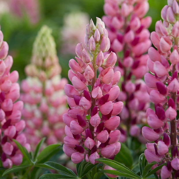 30cm Lupin Legendary 'Shades of Pink' |1L Pot Perennial Bedding