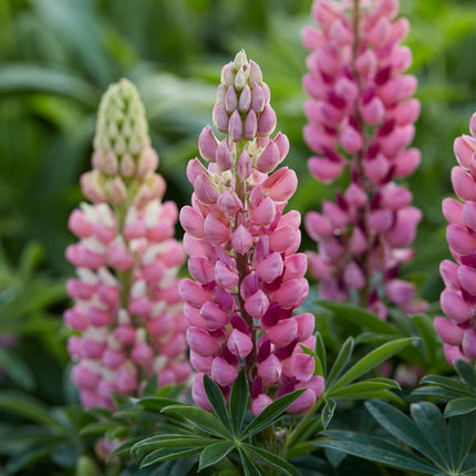 30cm Lupin Legendary 'Shades of Pink' |1L Pot Perennial Bedding