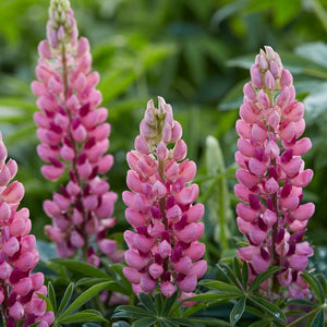 30cm Lupin Legendary 'Shades of Pink' |1L Pot Perennial Bedding