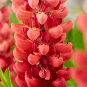 30cm Lupin Legendary 'Shades of Red' |1L Pot Perennial Bedding