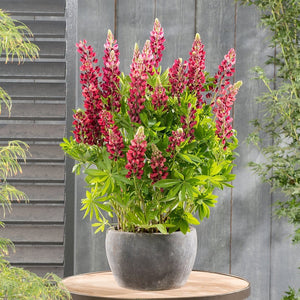 30cm Lupin Legendary 'Shades of Red' |1L Pot Perennial Bedding