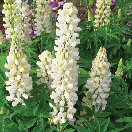 30cm Lupin Legendary 'Shades of White' |1L Pot Perennial Bedding