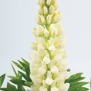 30cm Lupin Legendary 'Shades of White' |1L Pot Perennial Bedding