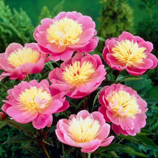 Peony 'Bowl of Beauty' | 3L Pot Perennial Bedding