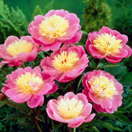 Peony 'Bowl of Beauty' | 3L Pot Perennial Bedding