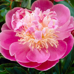 Peony 'Bowl of Beauty' | 3L Pot Perennial Bedding