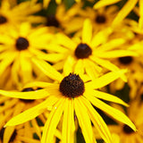 30cm Rudbeckia 'Goldsturm' | 10.5cm Pot Perennial Bedding