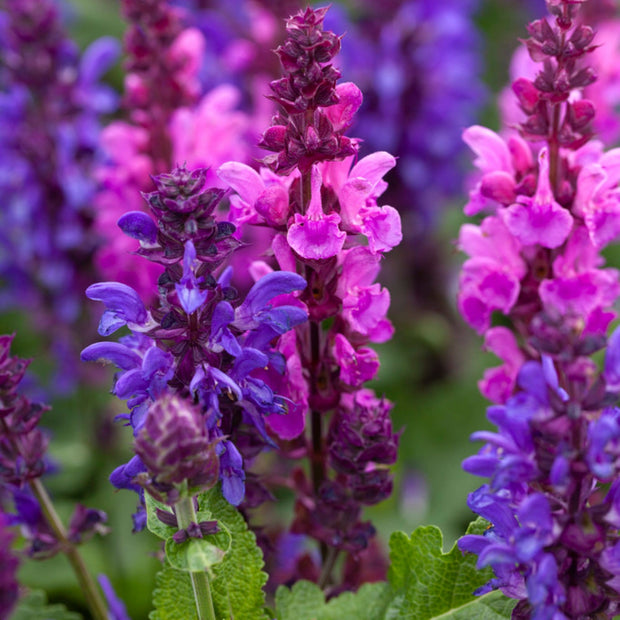 30cm Salvia 'Blue Marvel' |3L Pot Perennial Bedding