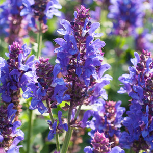 30cm Salvia 'Blue Marvel' |3L Pot Perennial Bedding