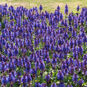 30cm Salvia 'Blue Marvel' |3L Pot Perennial Bedding