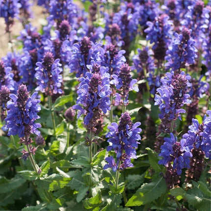 30cm Salvia 'Fashionista Midnight Model' | 10.5cm Pot Perennial Bedding