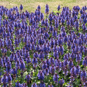 30cm Salvia 'Fashionista Midnight Model' | 10.5cm Pot Perennial Bedding