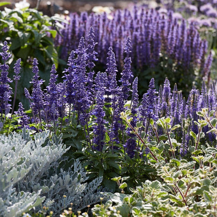 30cm Salvia 'Fashionista Midnight Model' | 10.5cm Pot Perennial Bedding