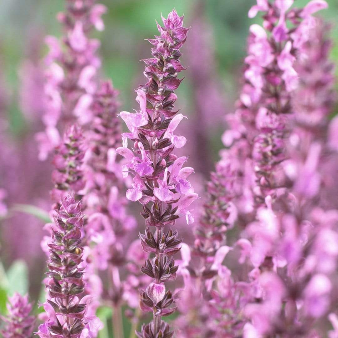 Salvia 'Fashionista Pretty in Pink'