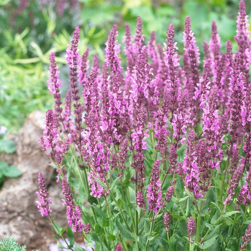 Salvia 'Fashionista Pretty in Pink' | 10.5cm Pot Perennial Bedding