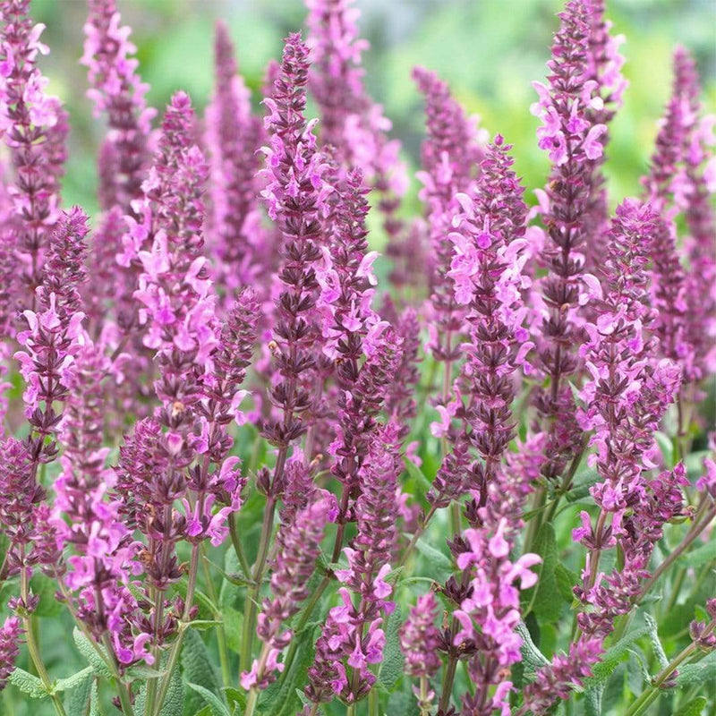 Salvia 'Fashionista Pretty in Pink' | 10.5cm Pot Perennial Bedding