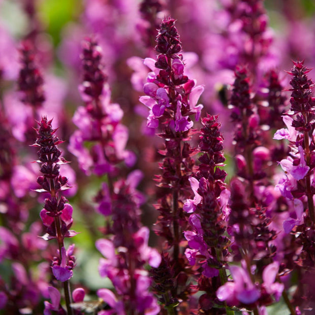 30cm Salvia 'Rose Marvel' | 10.5cm Pot Perennial Bedding