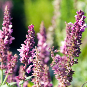 30cm Salvia 'Rose Marvel' | 10.5cm Pot Perennial Bedding