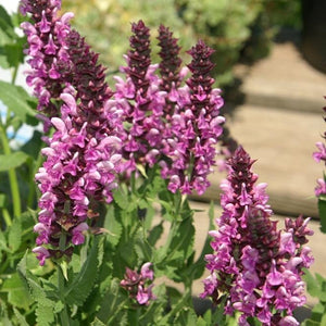 30cm Salvia 'Rose Marvel' | 10.5cm Pot Perennial Bedding