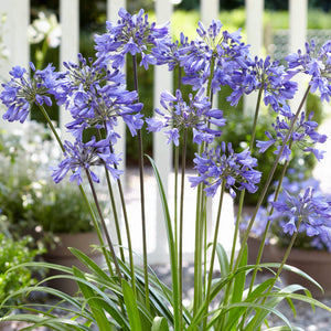 Agapanthus 'Ever Sapphire' 3L Pot Perennial Plants