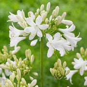 Agapanthus 'Ever White' 3L Pot Perennial Bedding