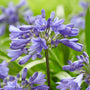 Agapanthus 'Ever Sapphire' 3L Pot Perennial Bedding