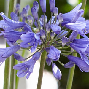 Agapanthus 'Ever Sapphire' 3L Pot Perennial Plants