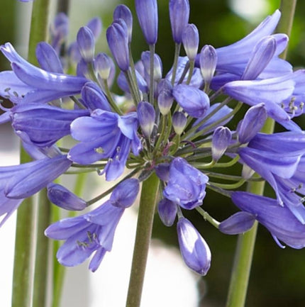 Agapanthus 'Ever Sapphire' 3L Pot Perennial Plants