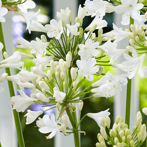 Agapanthus 'Ever White' 3L Pot Perennial Plants