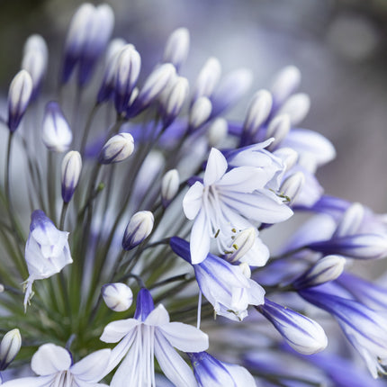 Agapanthus 'Fireworks' 3L Pot Perennial Plants