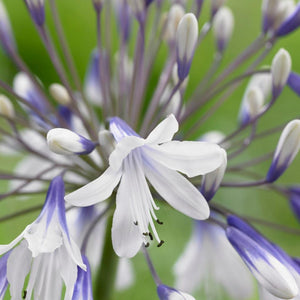 Agapanthus 'Fireworks' 3L Pot Perennial Plants