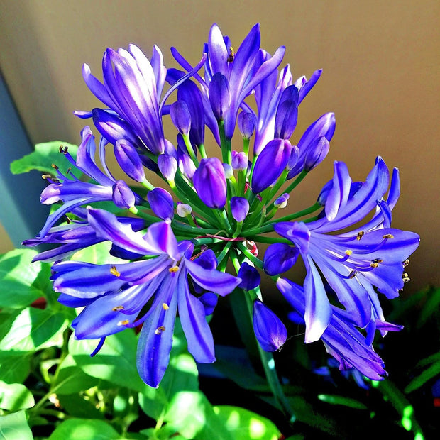 Agapanthus 'Lapis Lazuli' 2L Pot Perennial Plants