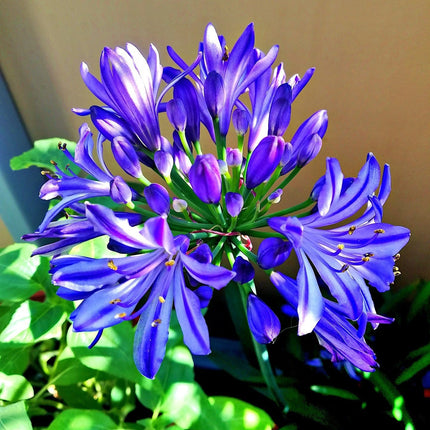 Agapanthus 'Lapis Lazuli' 2L Pot Perennial Plants