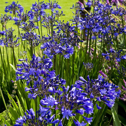 Agapanthus 'Lapis Lazuli' 2L Pot Perennial Plants
