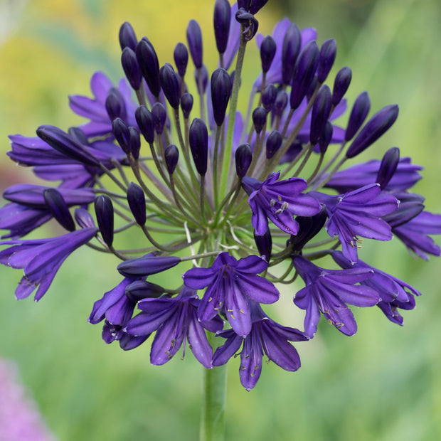 Agapanthus 'Royal Velvet' 3L Pot Perennial Plants