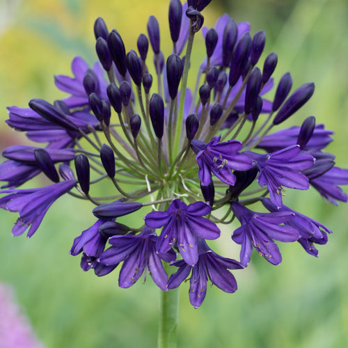 Stately Agapanthus Collection