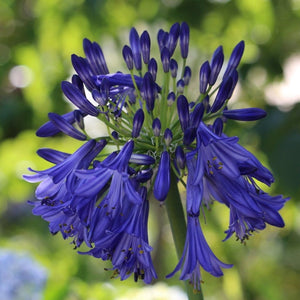 Agapanthus 'Royal Velvet' 3L Pot Perennial Plants