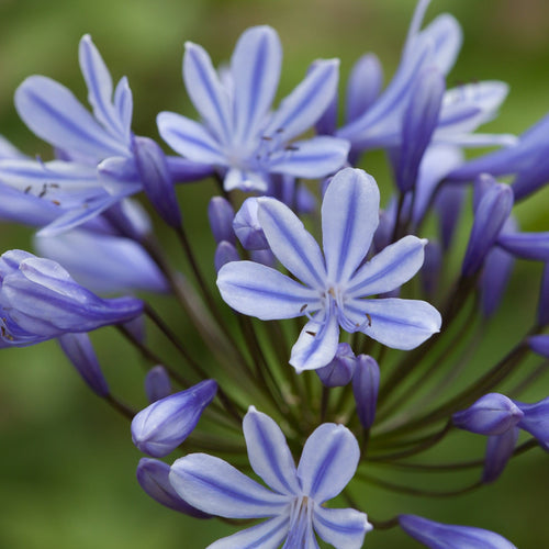 Agapanthus 'Sweet Surprise' 3L Pot Perennial Plants
