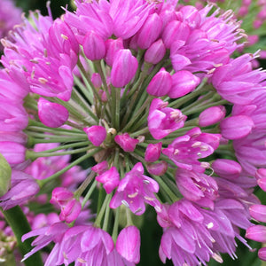 'Allium Millenium' 3L Pot Perennial Bedding