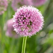 'Allium Millenium' 3L Pot Perennial Bedding