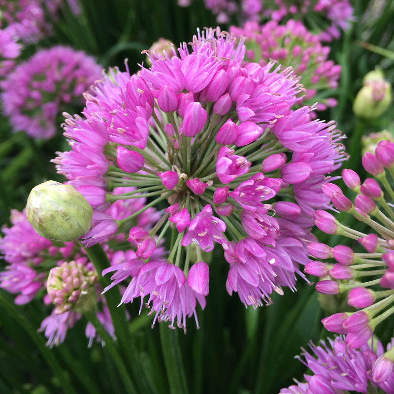 'Allium Millenium' 3L Pot Perennial Bedding