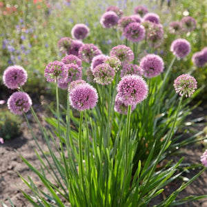 'Allium Millenium' 3L Pot Perennial Bedding