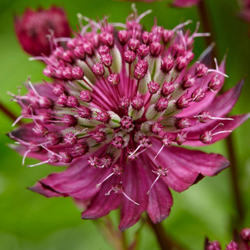 Astrantia 'Sparkling Stars Red' Perennial Bedding