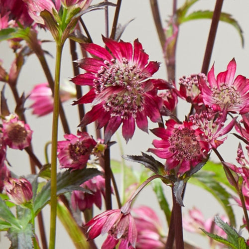 Astrantia 'Sparkling Stars Red' Perennial Bedding