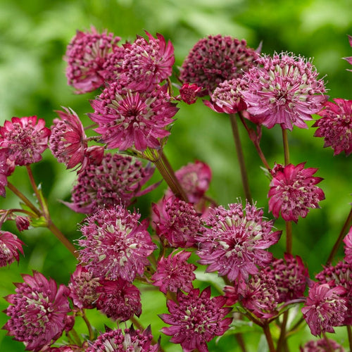 Astrantia 'Sparkling Stars Red' Perennial Bedding