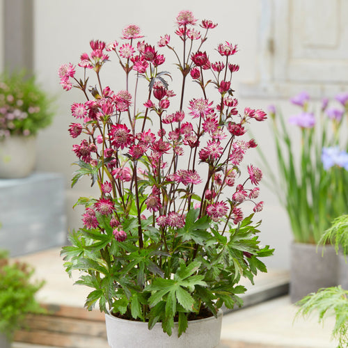Astrantia 'Sparkling Stars Red' Perennial Bedding