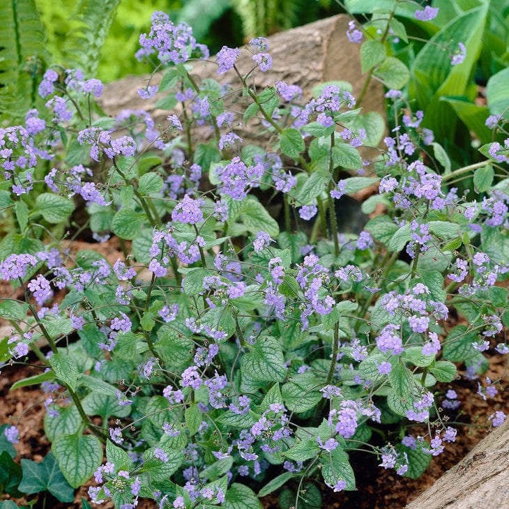 Brunnera 'Jack Frost' Perennial Bedding