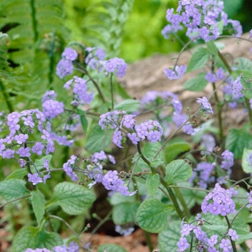 Brunnera 'Jack Frost' Perennial Bedding